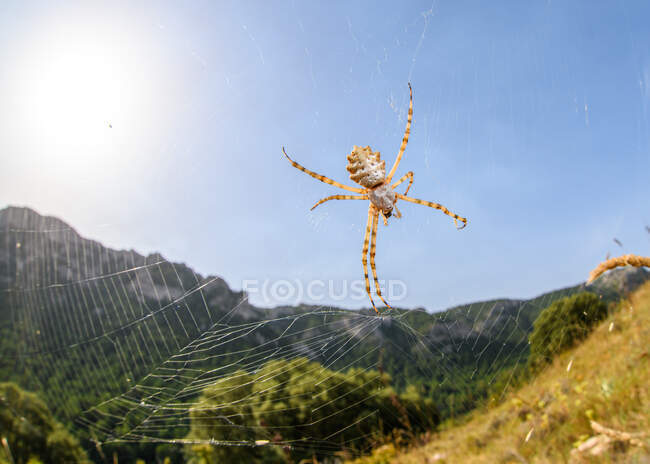Close up of The tiger spider (Argiope lobata) — Stock Photo