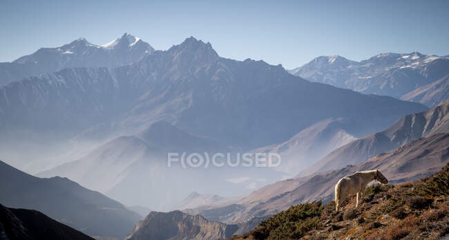 Vista lateral de um único cavalo pastando na encosta gramada da montanha na gama Himalaia, no Nepal — Fotografia de Stock