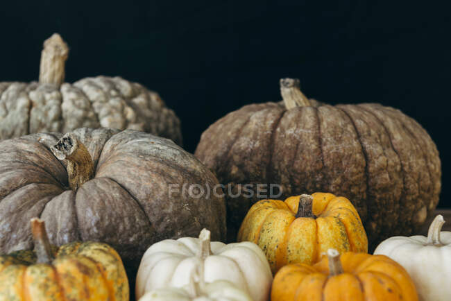 Composition of various types of pumpkins arranged on wooden table — Stock Photo