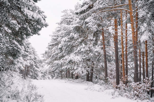 Cenário pitoresco de estrada nevada vazia entre árvores em dia nublado no tempo de inverno — Fotografia de Stock