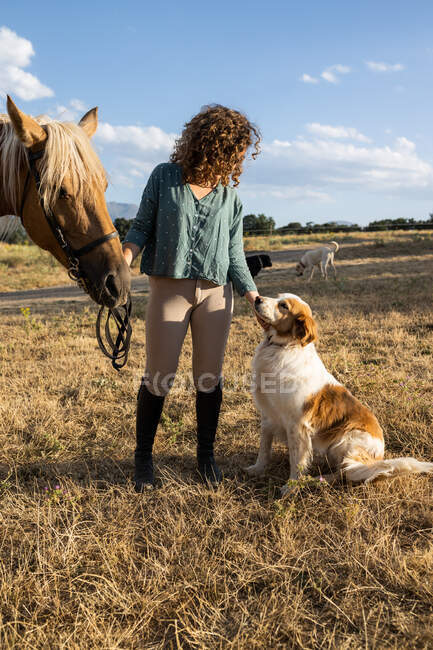 Anonymous female stroking dog against stallion with saddle standing on grassland under cloudy blue sky in countryside — Stock Photo