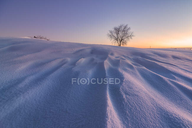 Landschaft aus endlosem, schneebedecktem Terrain mit kahlen Bäumen, die bei Sonnenuntergang in der Winterlandschaft wachsen — Stockfoto
