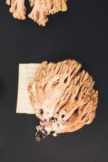 D'en haut champignon Ramaria frais placé près de mémo et racine sur la table noire — Photo de stock