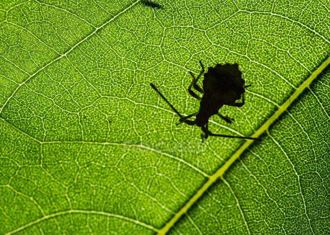 Shadow of Dock bug or red-brown squashbug (Coreus marginatus)) — стоковое фото