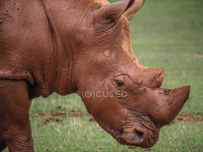 Носорог с грязью на коричневой рыхлой коже и рогами, стоящими на лугу в саванне на размытом фоне — стоковое фото