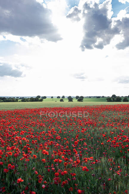 Scenic view of blossoming poppy flowers with pleasant aroma growing on farmland under cloudy sky in daytime — Stock Photo