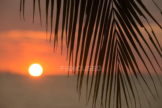 Пальмовая ветвь пальмы с длинными заостренными листьями, растущими на фоне оранжевого солнца на закате в Малайзии — стоковое фото