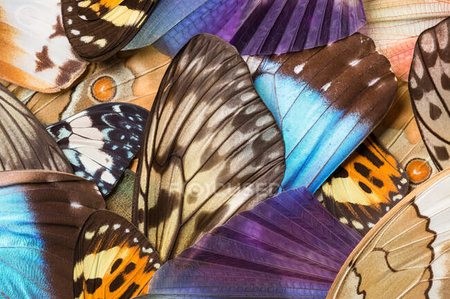 Close up of a variety of insect wings including butterfly and grasshopper — Stock Photo