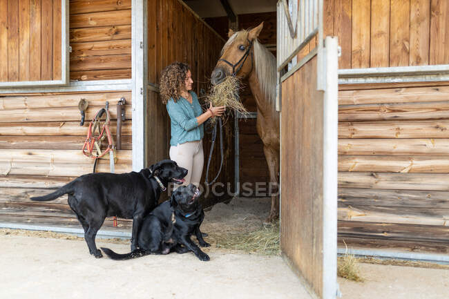 Weibchen mittleren Alters geben dem Pferd im Stall getrocknetes Gras gegen reinrassige schwarze Hunde auf dem Land — Stockfoto