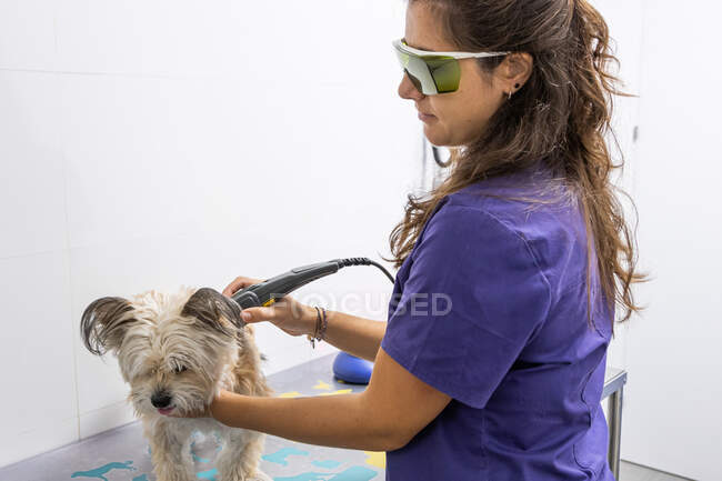 Visão lateral do fisioterapeuta veterinário aplicando cuidados de ultra-som para um cão — Fotografia de Stock