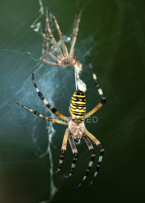 Araignée à guêpe (Argiope bruennichi) excrétion de peau, une espèce d'araignée orbe-toile — Photo de stock