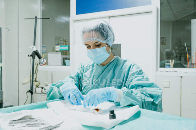Veterinaria femenina enfocada en uniforme quirúrgico aplicando yodo sobre lana de algodón en la mesa en la clínica - foto de stock