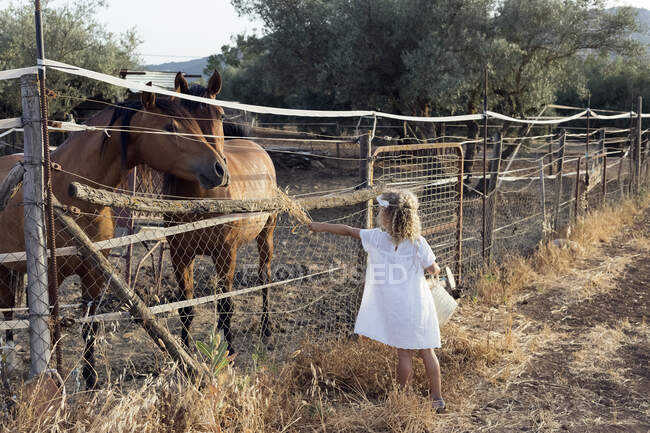Маленькая блондинка кормит лошадь в конюшне — стоковое фото