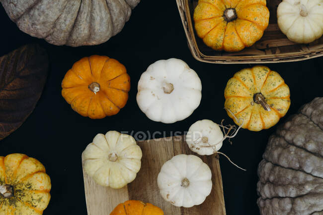 Top view composition of various types of pumpkins arranged on black background — Stock Photo