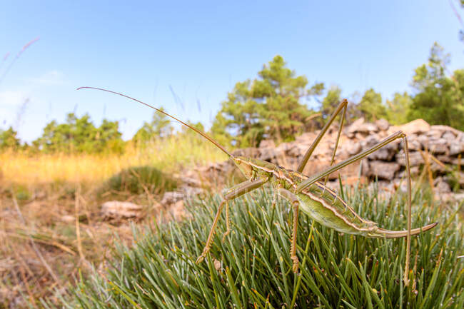 Gros plan sur le criquet commun prédateur (Saga pedo) — Photo de stock