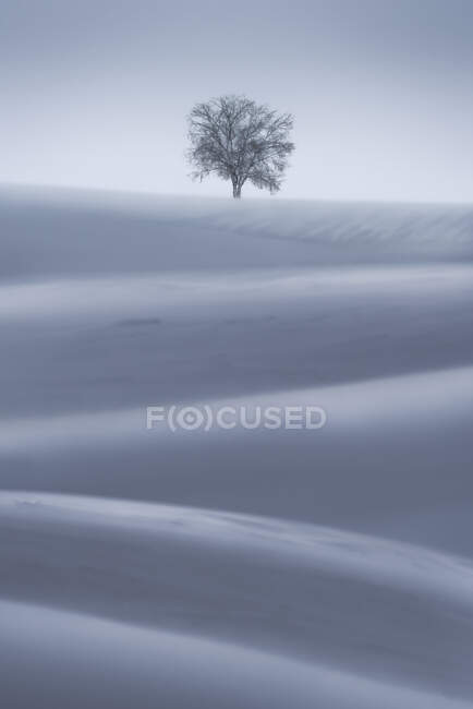 Vista da paisagem da árvore seca que cresce na terra nevada com encostas sob o céu claro no dia de inverno no campo — Fotografia de Stock