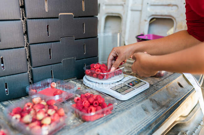 Вид сбоку внимательной садовницы, измеряющей вес спелой малины на цифровых весах в багажнике фургона — стоковое фото