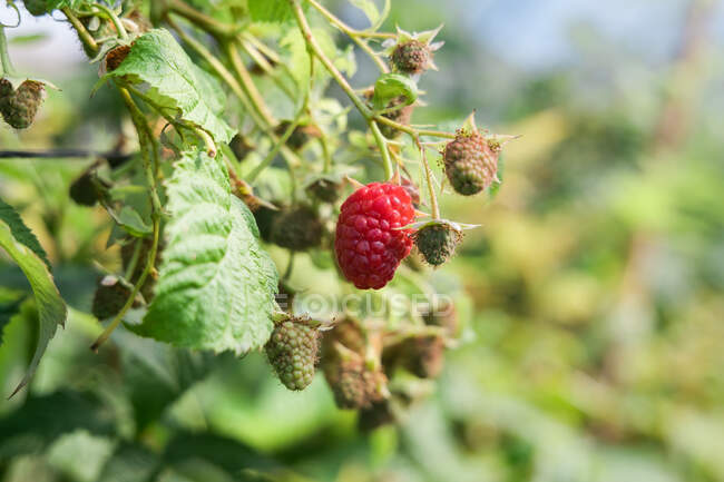 Ripe red edible raspberry growing on branch of perennial shrub cultivated in farm in countryside — Stock Photo
