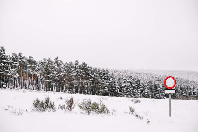 Segnaletica stradale vuota su palo tra alberi senza foglie e piante coperte di neve nella foresta invernale — Foto stock