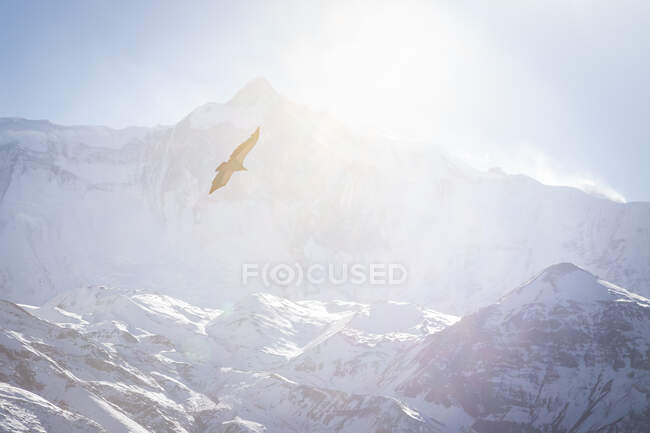 Uccello selvatico che vola sulle cime rocciose innevate della catena montuosa dell'Himalaya illuminata dal sole in Nepal — Foto stock