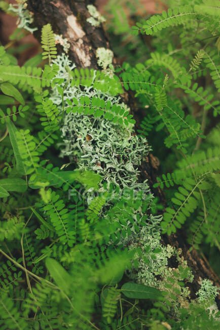 High angle of lichen on tree branch among green branches in abundant forest — Stock Photo