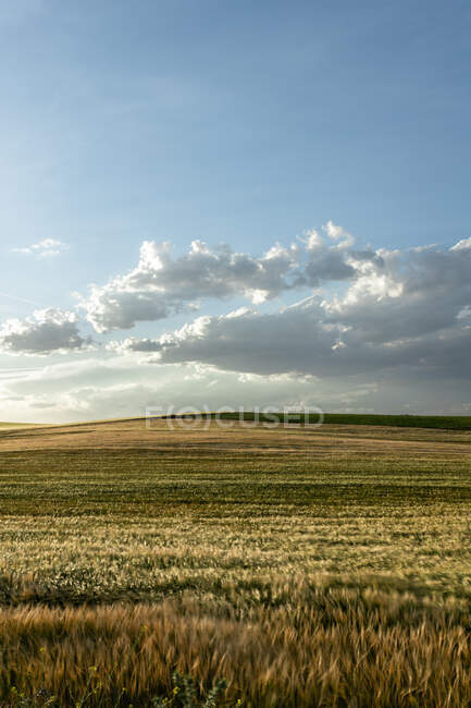 Scenic view of grassland under blue sky with fluffy clouds in countryside on sunny day in fall — Stock Photo