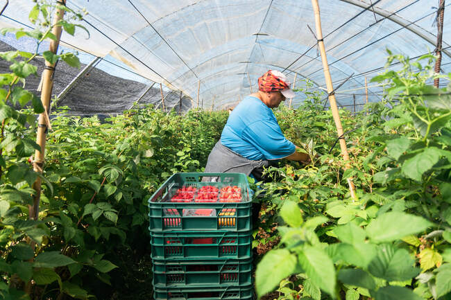Side view adult female farmer standing in greenhouse and collecting ripe raspberries from bushes during harvesting process — Stock Photo