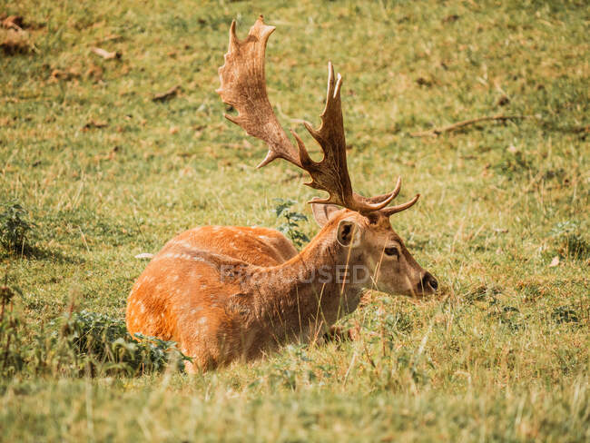 Паровые европейские олени с массивными рогами и пятнами на коричневом пальто, лежащие на лужайке под солнцем — стоковое фото