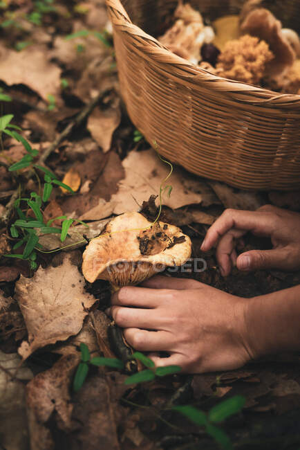 Cultivada fêmea irreconhecível colhendo cogumelos de gorro de leite de açafrão selvagens comestíveis do chão coberto com folhas secas caídas e colocando em cesta de vime — Fotografia de Stock