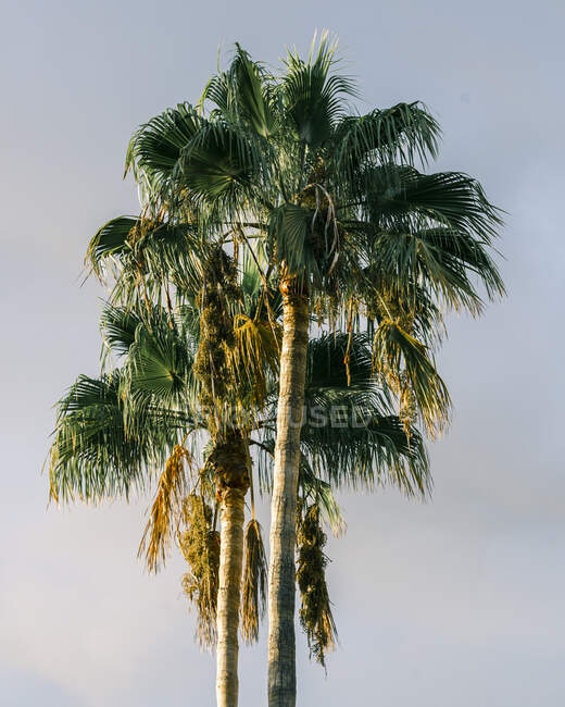 Dal basso di palme con rami ondulati verdi e sbiaditi che crescono a Tenerife Spagna — Foto stock