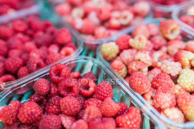 From above of plastic containers filled with tasty healthy red raspberries in farm — Stock Photo