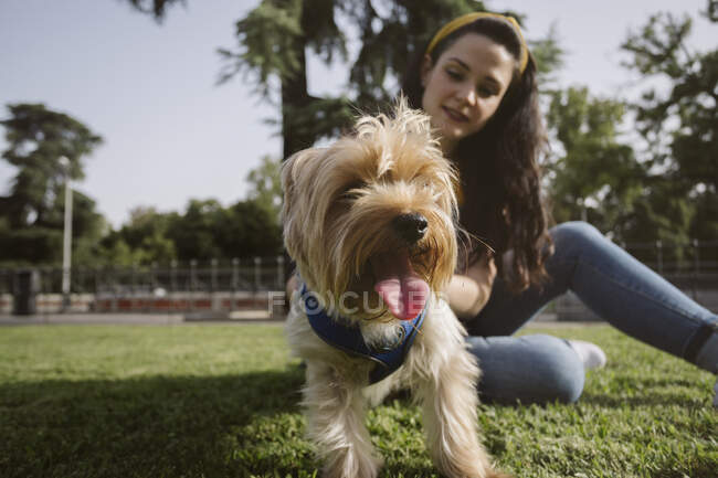 Happy young female sitting on lawn with crossed legs and stroking Yorkshire Terrier — Stock Photo