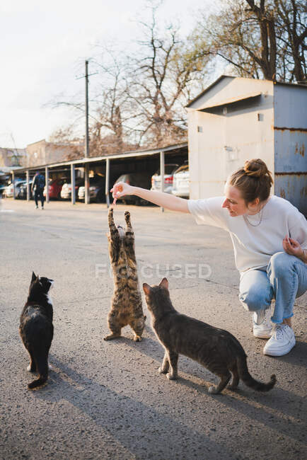 Corpo inteiro de fêmea tipo positivo sentado em assombrações e alimentando gatos fofos famintos na rua — Fotografia de Stock