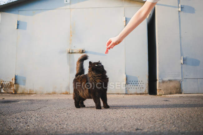 Anonymous female feeding hungry black cat on street — Stock Photo