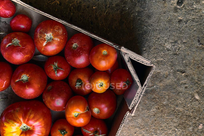 Top view closeup of a box of red tomatoes on the ground — Stock Photo