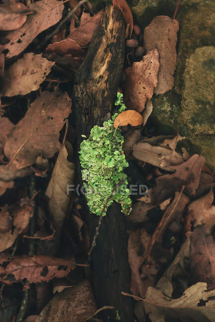Dall'alto di ramo di albero con lichene verde su terreno coperto con fogliame secco in foresta di autunno — Foto stock