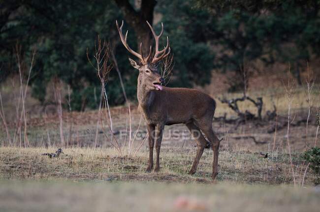 Wild buck deer grazing in meadow in the woods — Stock Photo