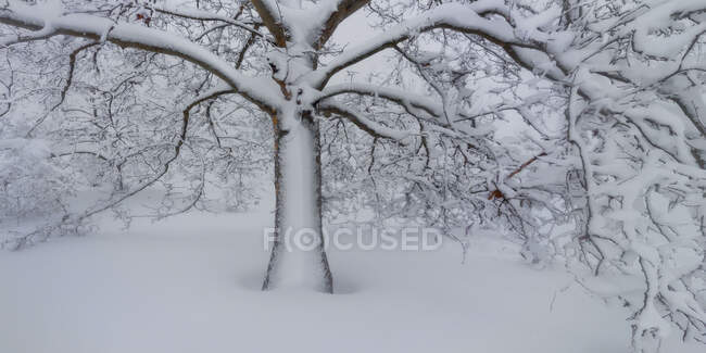 Szenische Ansicht eines bewachsenen Baumes mit geschwungenen trockenen Ästen, die im Winter auf schneebedecktem Gelände wachsen — Stockfoto