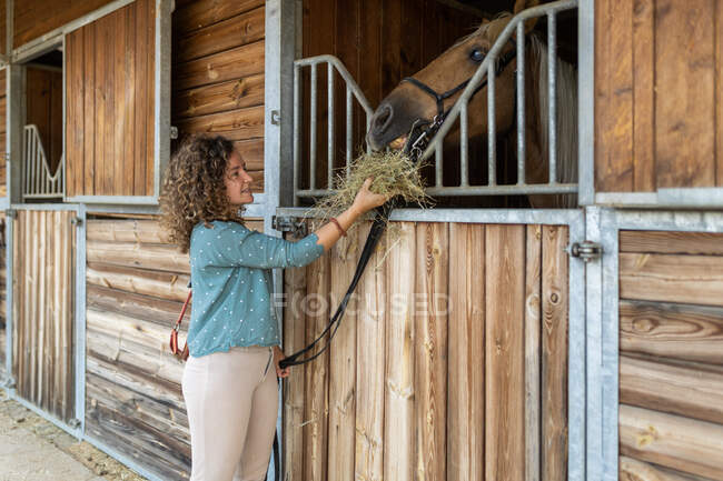 Зрелая женщина с вьющимися волосами дает сухую траву жеребцу в деревянной конюшне в школе верховой езды — стоковое фото