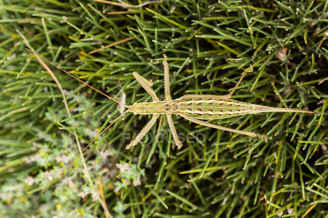 Close-up de comum Predatory Bush-cricket (Saga pedo) — Fotografia de Stock
