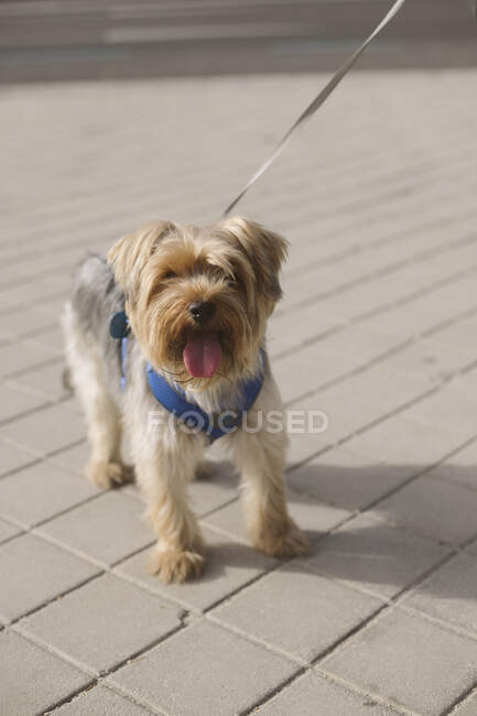 Adorable Yorkshire Terrier avec la langue en laisse debout sur la rue pendant la marche — Photo de stock