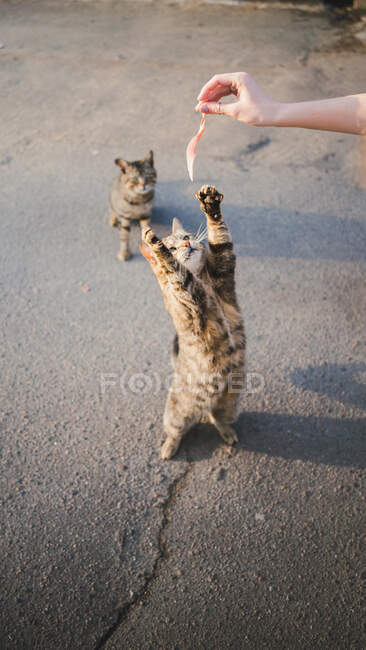 High angle of crop anonymous female feeding hungry cat standing on hind legs on asphalt street — Stock Photo