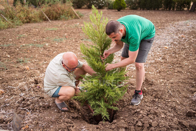 Pai sênior com filho adulto plantando árvore sempre verde em poço com solo áspero à luz do dia — Fotografia de Stock