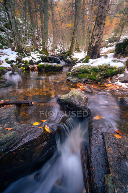 Fluxo rápido com água fria fluindo na floresta cobrindo com neve no dia de outono na natureza em Sierra de Guadarrama, na Espanha — Fotografia de Stock