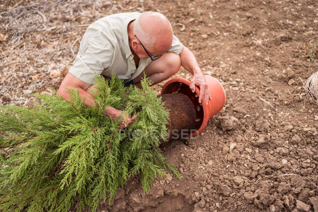 Зверху старший чоловічий садівник в окулярах бере хвойне дерево з горщика на місцевості в сільській місцевості — стокове фото