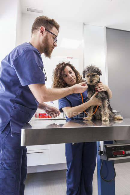 Medico veterinario professionista con assistente al controllo del respiro e del battito cardiaco dello Yorkshire Terrier con stetoscopio in clinica veterinaria — Foto stock