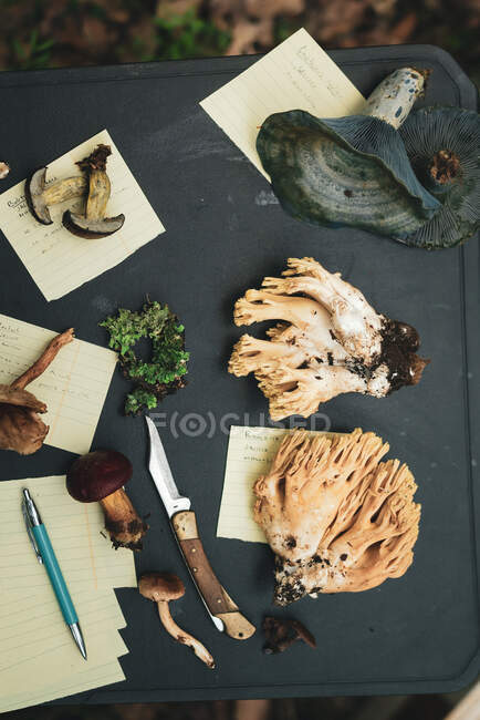From above of edible mushrooms including Ramaria Lactarius indigo saffron milk cap and pine bolete near lichen near papers prepared for description in woods — Stock Photo