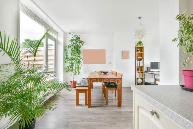 Interno della spaziosa sala da pranzo con mobili in legno e piante verdi in vaso in appartamento contemporaneo durante il giorno — Foto stock