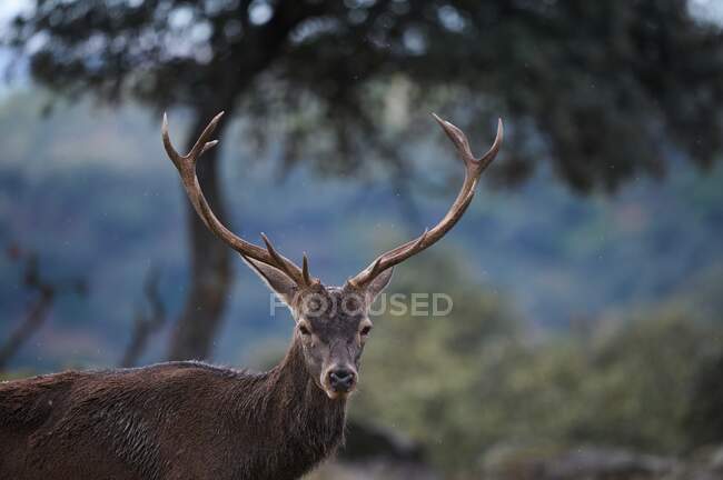 Wild buck deer grazing in forest with green plants in the woods — Stock Photo