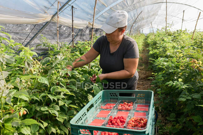 Agricultora adulta de pie en invernadero y recolectando frambuesas maduras de arbustos durante el proceso de cosecha - foto de stock